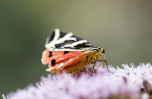 Euplagia quadripunctaria